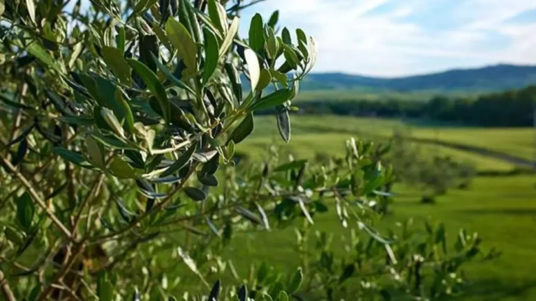 Υπερδέσμευση κονδυλίων “βλέπουν” οι Κρητικοί και ζητούν αλλαγές στις πληρωμές των αγροτών