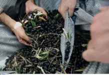 Ψηφιακό δελτίο αποστολής ελαιοκάρπου – Η νέα ημερομηνία έναρξης