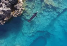 «Ελληνική τραγωδία»: Οι φώκιες Monachus monachus κρύβονται σε σπηλιές για να γλυτώσουν από τους τουρίστες