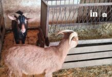 Αμπελόκηποι: Αυτή είναι η παράνομη στάνη με κατσίκες και κοτόπουλα στον 16ο όροφο του Πύργου Αθηνών