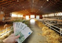 Κτηνοτροφία: Μπροστά στην τέλεια καταιγίδα ενόψει Πάσχα – Φόβοι για ελλείψεις