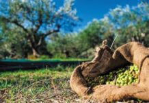 Ελαιόλαδο: Στη Βουλή το χάσμα των 10 ευρώ – Πουλιέται 4,5€ από τον παραγωγό, φτάνει 14€ στο ράφι